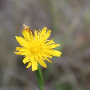 Thysanoptera (order) at Lawson Grasslands (LWG) - 7 Dec 2023 10:27 AM