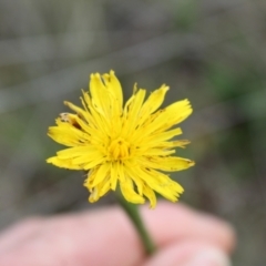 Thysanoptera (order) at Lawson Grasslands (LWG) - 7 Dec 2023 10:27 AM