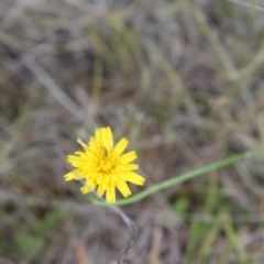 Thysanoptera (order) at Lawson Grasslands (LWG) - 7 Dec 2023 10:27 AM