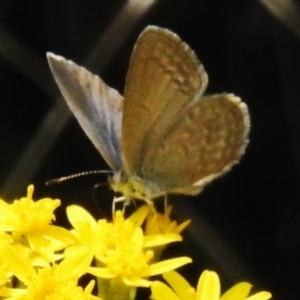 Zizina otis at Lower Cotter Catchment - 12 Dec 2023