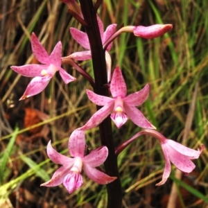 Dipodium roseum at Lower Cotter Catchment - 12 Dec 2023