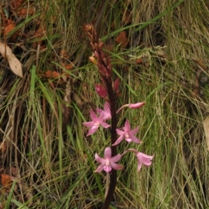 Dipodium roseum at Lower Cotter Catchment - 12 Dec 2023