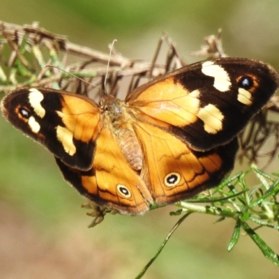 Heteronympha merope (Common Brown Butterfly) at Lower Cotter Catchment - 12 Dec 2023 by JohnBundock