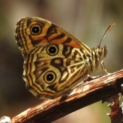 Geitoneura acantha (Ringed Xenica) at Cotter River, ACT - 12 Dec 2023 by JohnBundock