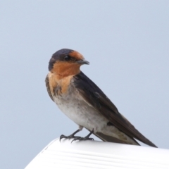 Hirundo neoxena (Welcome Swallow) at Cleveland, QLD - 12 Dec 2023 by TimL