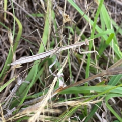 Tenodera australasiae at Googong, NSW - 11 Dec 2023 by Wandiyali