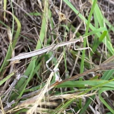 Tenodera australasiae at Wandiyali-Environa Conservation Area - 11 Dec 2023 by Wandiyali