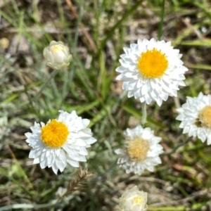 Leucochrysum albicans subsp. tricolor at Wandiyali-Environa Conservation Area - suppressed