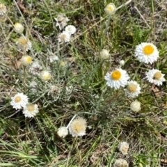 Leucochrysum albicans subsp. tricolor at Wandiyali-Environa Conservation Area - suppressed