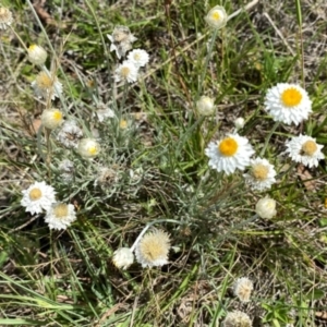 Leucochrysum albicans subsp. tricolor at Wandiyali-Environa Conservation Area - suppressed