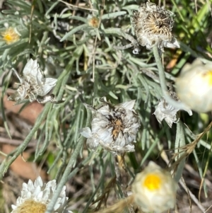 Leucochrysum albicans subsp. tricolor at Wandiyali-Environa Conservation Area - suppressed