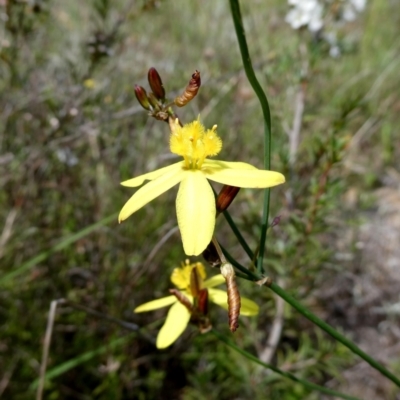 Tricoryne elatior (Yellow Rush Lily) at Wandiyali-Environa Conservation Area - 12 Dec 2023 by Wandiyali