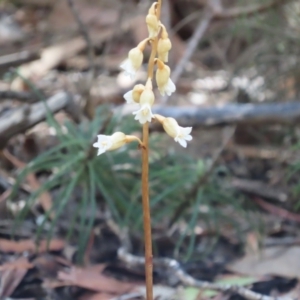 Gastrodia sesamoides at ANBG - 12 Dec 2023