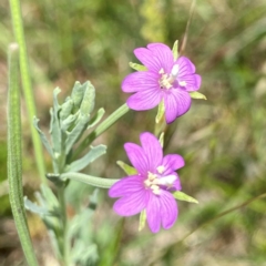 Epilobium billardiereanum subsp. cinereum at Wandiyali-Environa Conservation Area - 12 Dec 2023