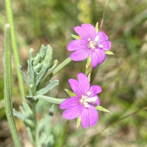 Epilobium billardiereanum subsp. cinereum at Wandiyali-Environa Conservation Area - 12 Dec 2023