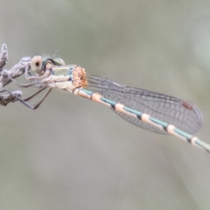 Austrolestes leda at Piney Ridge - 10 Dec 2023