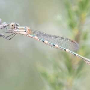 Austrolestes leda at Piney Ridge - 10 Dec 2023