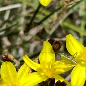 Conocephalus semivittatus at QPRC LGA - suppressed