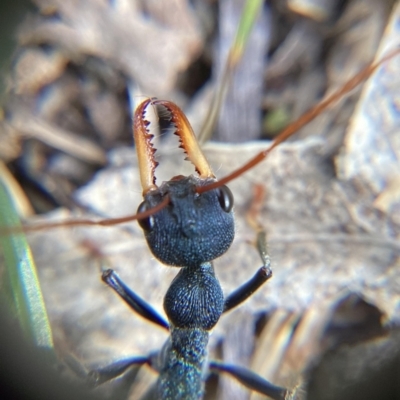 Myrmecia sp. (genus) (Bull ant or Jack Jumper) at Tidbinbilla Nature Reserve - 12 Dec 2023 by JajiClack