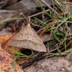 Epidesmia hypenaria (Long-nosed Epidesmia) at Wingecarribee Local Government Area - 10 Dec 2023 by Aussiegall