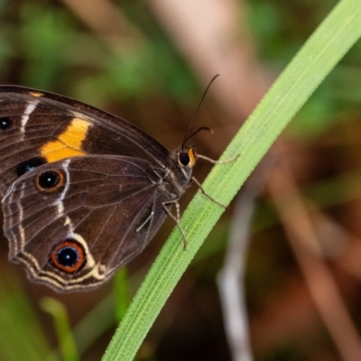 Tisiphone abeona (Varied Sword-grass Brown) at Wingecarribee Local Government Area - 10 Dec 2023 by Aussiegall