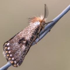 Epicoma contristis (Yellow-spotted Epicoma Moth) at Block 402 - 10 Dec 2023 by SWishart
