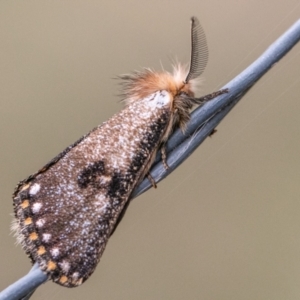 Epicoma contristis at Block 402 - 10 Dec 2023