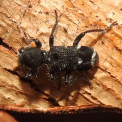 Trogodendron fasciculatum (Yellow-horned Clerid) at Tuggeranong, ACT - 12 Dec 2023 by HelenCross