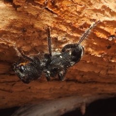 Trogodendron fasciculatum at Lions Youth Haven - Westwood Farm A.C.T. - 12 Dec 2023