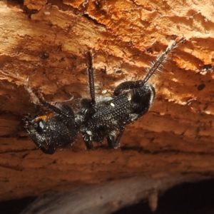 Trogodendron fasciculatum at Lions Youth Haven - Westwood Farm A.C.T. - 12 Dec 2023 02:25 PM