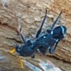 Trogodendron fasciculatum at Lions Youth Haven - Westwood Farm A.C.T. - 12 Dec 2023 02:25 PM