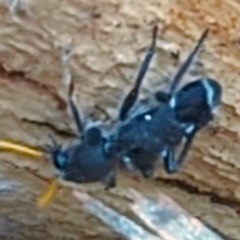 Trogodendron fasciculatum at Lions Youth Haven - Westwood Farm A.C.T. - 12 Dec 2023 02:25 PM