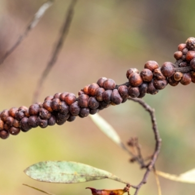 Cryptes baccatus (Wattle Tick Scale) at Penrose - 10 Dec 2023 by Aussiegall