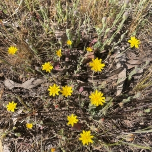 Crepis foetida subsp. foetida at Mount Majura - 25 Oct 2023 09:36 AM