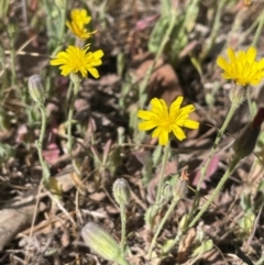 Crepis foetida subsp. foetida at Mount Majura - 25 Oct 2023