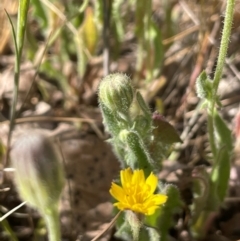 Crepis foetida subsp. foetida at Mount Majura - 25 Oct 2023 09:36 AM