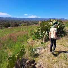 Opuntia sp. (Prickly Pear) at Cooleman Ridge - 21 Oct 2023 by Robhughes