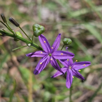 Caesia calliantha (Blue Grass-lily) at Belconnen, ACT - 12 Dec 2023 by sangio7