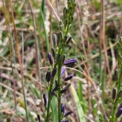 Caesia calliantha (Blue Grass-lily) at Belconnen, ACT - 12 Dec 2023 by sangio7