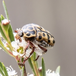 Neorrhina punctata at Bluett's Block (BBL) - 10 Dec 2023