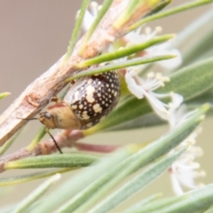 Paropsis pictipennis (Tea-tree button beetle) at Denman Prospect 2 Estate Deferred Area (Block 12) - 10 Dec 2023 by SWishart