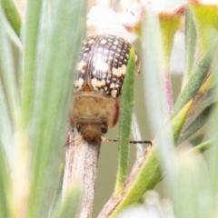 Paropsis pictipennis at Bluett's Block (BBL) - 10 Dec 2023 11:43 AM