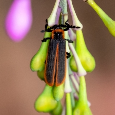 Lycidae sp. (family) at Penrose, NSW - 10 Dec 2023 by Aussiegall