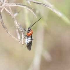 Braconidae (family) (Unidentified braconid wasp) at Denman Prospect 2 Estate Deferred Area (Block 12) - 10 Dec 2023 by SWishart