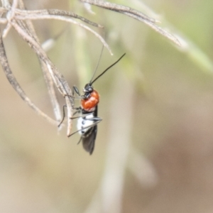 Braconidae (family) at Bluett's Block (BBL) - 10 Dec 2023 11:41 AM