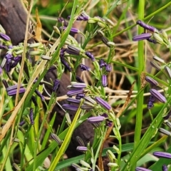 Caesia calliantha (Blue Grass-lily) at The Pinnacle - 11 Dec 2023 by sangio7