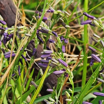 Caesia calliantha (Blue Grass-lily) at Belconnen, ACT - 11 Dec 2023 by sangio7