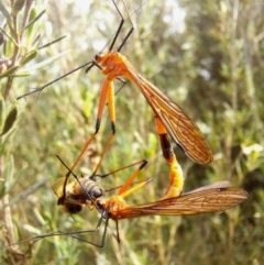 Harpobittacus australis (Hangingfly) at Forde, ACT - 10 Dec 2023 by Numbat