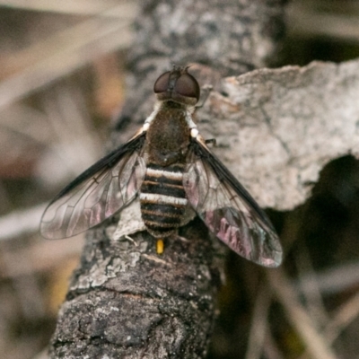 Villa sp. (genus) (Unidentified Villa bee fly) at Denman Prospect 2 Estate Deferred Area (Block 12) - 10 Dec 2023 by SWishart