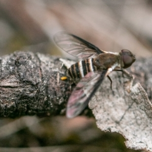 Villa sp. (genus) at Bluett's Block (BBL) - 10 Dec 2023